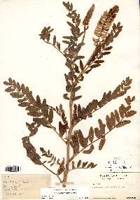 Astragalus canadensis image