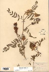 Astragalus canadensis image