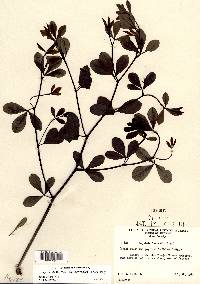 Baptisia alba image