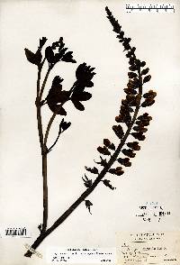 Baptisia alba image