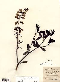 Baptisia alba var. macrophylla image