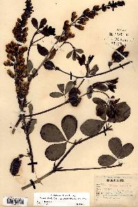 Baptisia alba var. macrophylla image