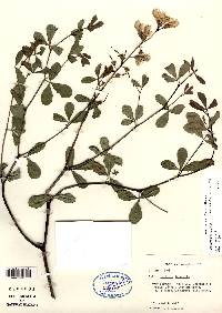 Baptisia alba var. macrophylla image