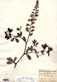 Baptisia alba image