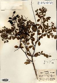 Baptisia × deamii image