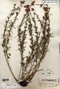 Dalea purpurea image