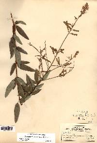 Desmodium canadense image