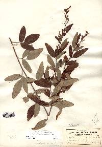 Desmodium canadense image