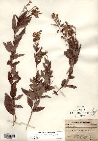 Desmodium canadense image