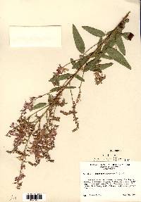 Desmodium canadense image