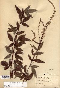 Desmodium canadense image