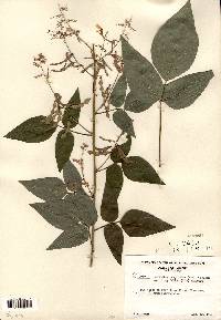 Desmodium cuspidatum var. longifolium image