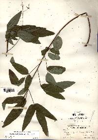 Desmodium glabellum image