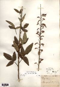 Desmodium illinoense image