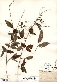 Desmodium perplexum image