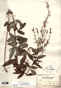 Desmodium perplexum image