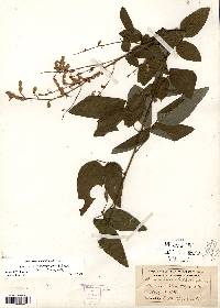 Desmodium perplexum image