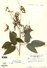 Desmodium perplexum image