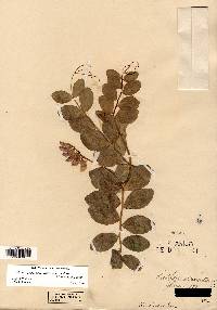 Lathyrus japonicus image