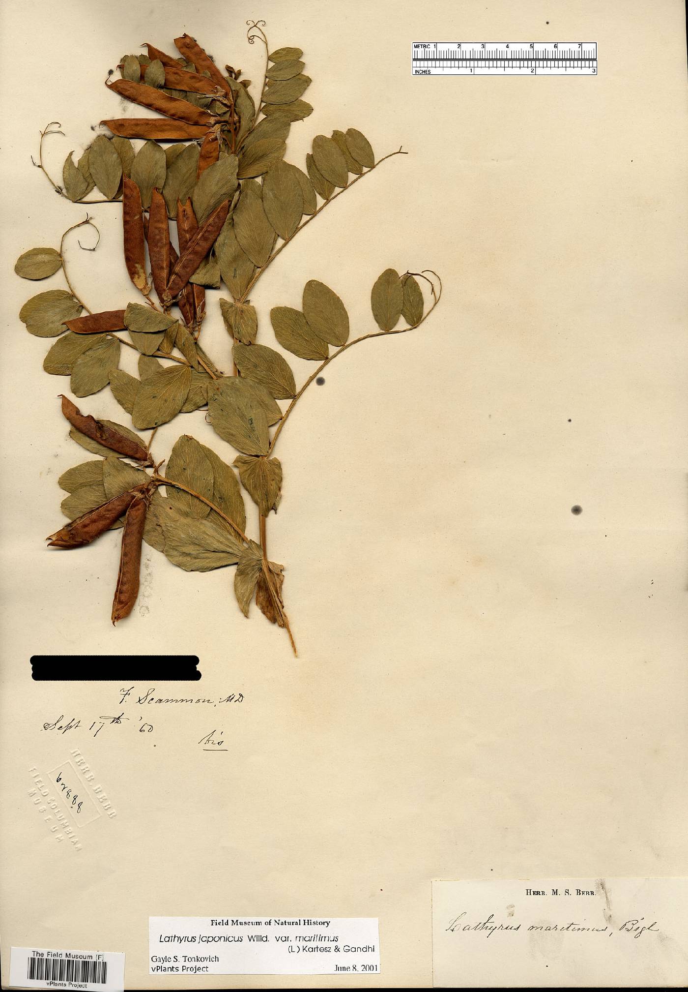 Lathyrus japonicus var. maritimus image