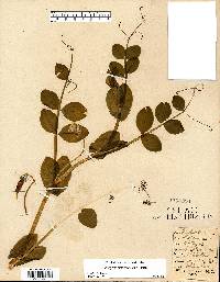 Lathyrus ochroleucus image