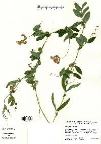 Lathyrus palustris image