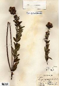 Lespedeza capitata image