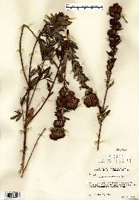 Lespedeza capitata image