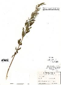 Lespedeza capitata image