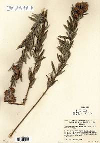 Lespedeza capitata image