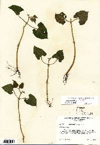 Phaseolus vulgaris image