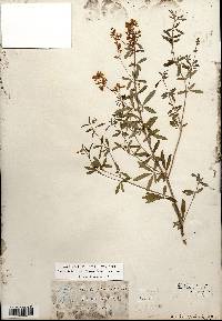 Pediomelum tenuiflorum image