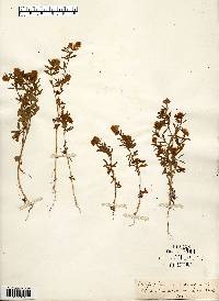 Trifolium arvense image