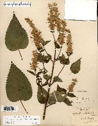 Agastache scrophulariifolia image