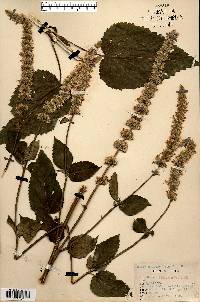 Agastache scrophulariifolia image