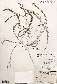 Hedeoma pulegioides image