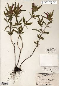 Monarda punctata var. villicaulis image