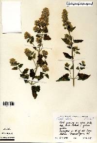 Nepeta cataria image