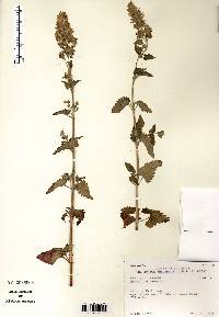 Nepeta cataria image