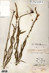 Physostegia virginiana image