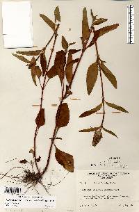 Prunella vulgaris subsp. lanceolata image