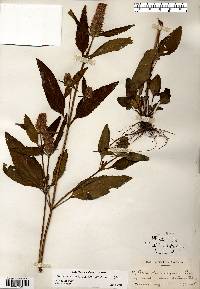 Prunella vulgaris subsp. lanceolata image