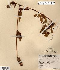 Prunella vulgaris subsp. lanceolata image