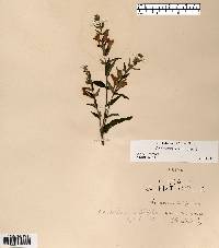 Scutellaria galericulata image