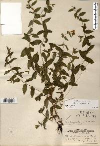 Scutellaria galericulata image