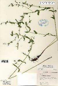 Scutellaria galericulata image