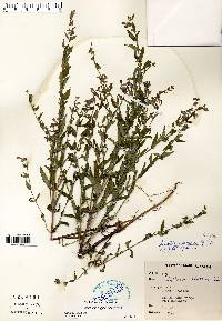 Scutellaria galericulata image