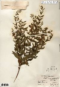 Scutellaria galericulata image