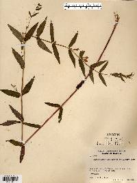 Scutellaria galericulata image