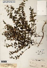 Scutellaria galericulata image